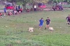 你们踢球也不能打扰人家狗狗好事啊